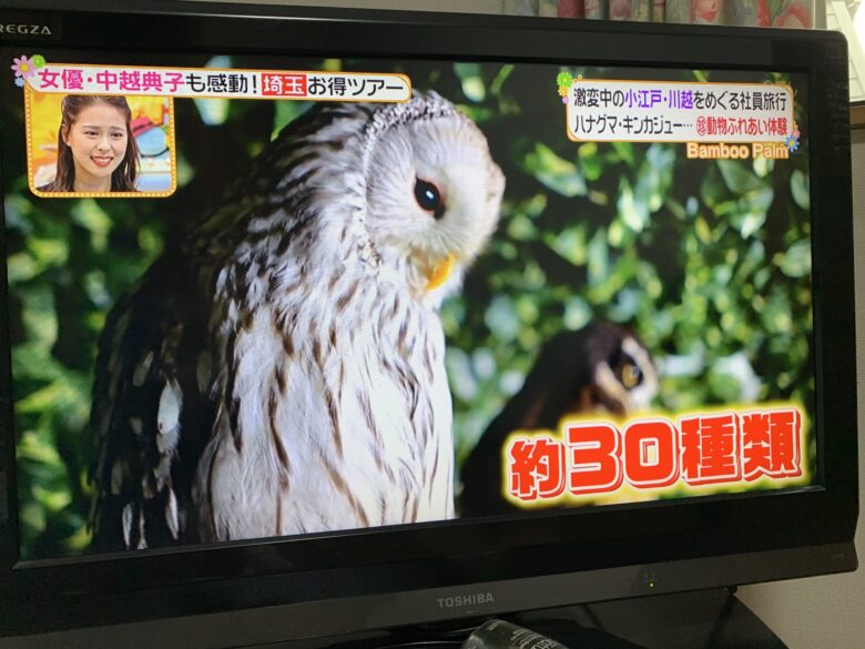 川越のフクロウカフェのバンブーパームの場所はどこ 動物がめっちゃ可愛い ちょっ気に Com