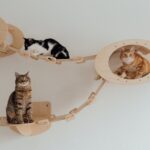 cats hanging out on a wooden bridge
