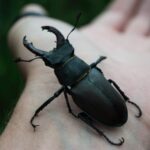 black beetle on persons hand