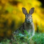 close up of rabbit on field